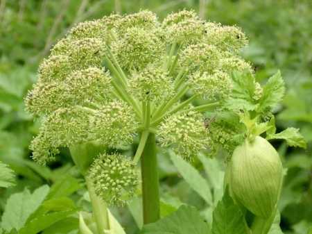 Angelica archangelica