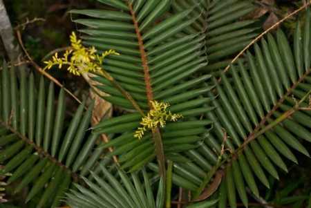 Calamus gibbsianus