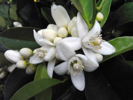 Neroli Perfume - Citrus aurantium bigaradia