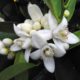 Neroli Perfume - Citrus aurantium bigaradia