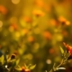 Effects of Scents on Emotions.