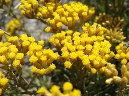 Helichrysum italicum