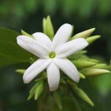 Jasmine flower