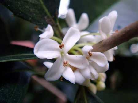 Osmanthus fragrans