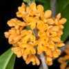 Osmanthus-fragrans-aurantiacus