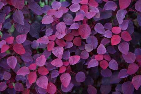 Pink And Violet Leaves