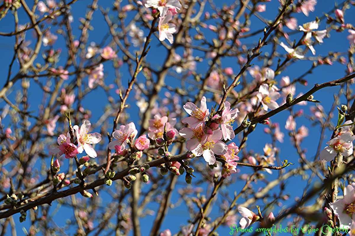 Almond Bitter - , Prunus dulcis var. Amara - Perfumetherapy