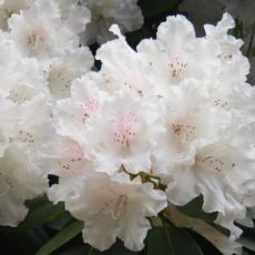 Rhododendron