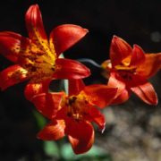 Sierra tiger lily