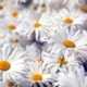 White Chamomile Flowers