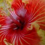 ambrette-hibiscus-flower