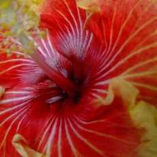 ambrette-hibiscus-flower