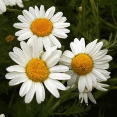 anthemis-nobilis-roman-chamomile