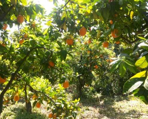 Distilling an Island. Turunj: bitter orange leaves and flowers 32 - aranceto
