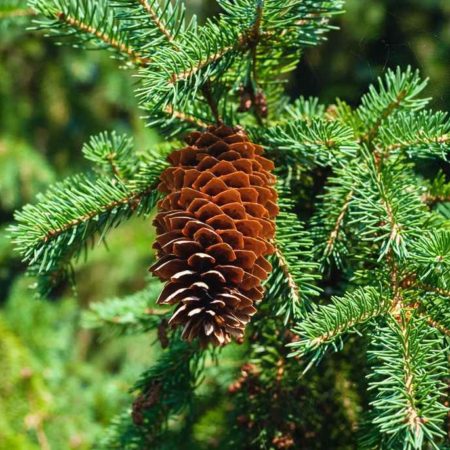black-spruce