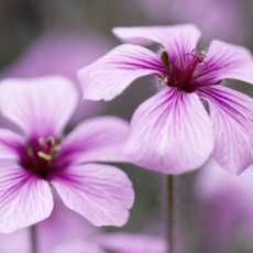 bourbon geranium