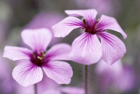 bourbon geranium