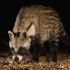 Musk-have scent: the kinky allure of civet