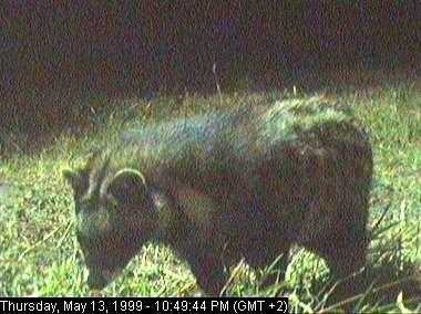 civet