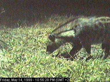 civet2