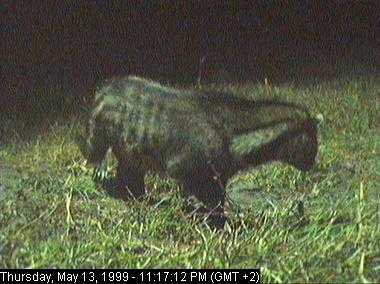 civet3