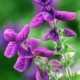 Clary sage