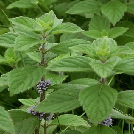 cornmint-corn-mint-essential-oil-mentha-arvensis