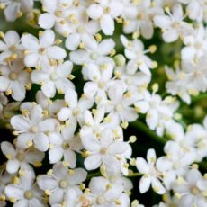 elder flower