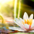 fiore di loto