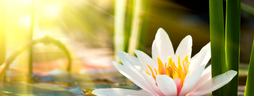 fiore di loto
