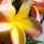 Frangipani