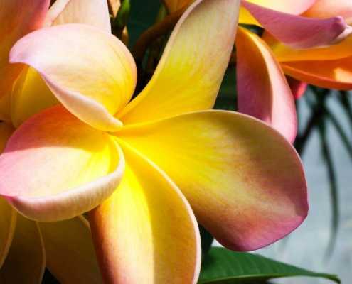 frangipani-flower