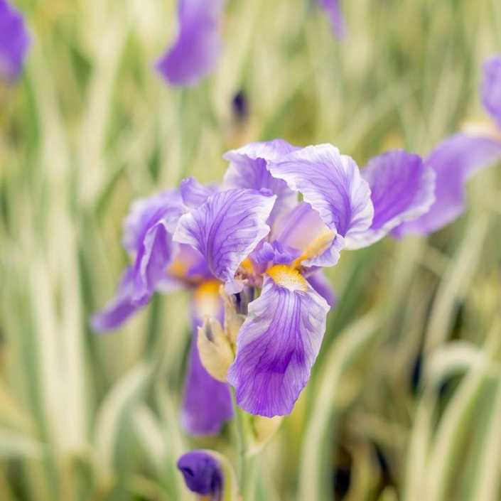 Iris Perfume Properties, Distillation, and History Essential Oils