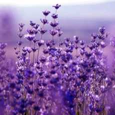 lavandula hybrida lavendin800