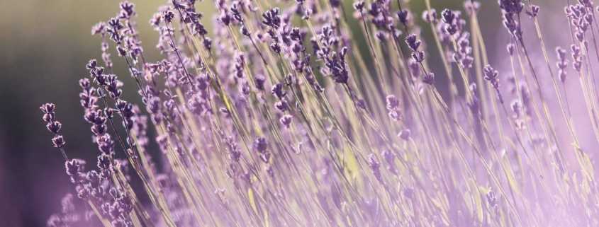 lavender