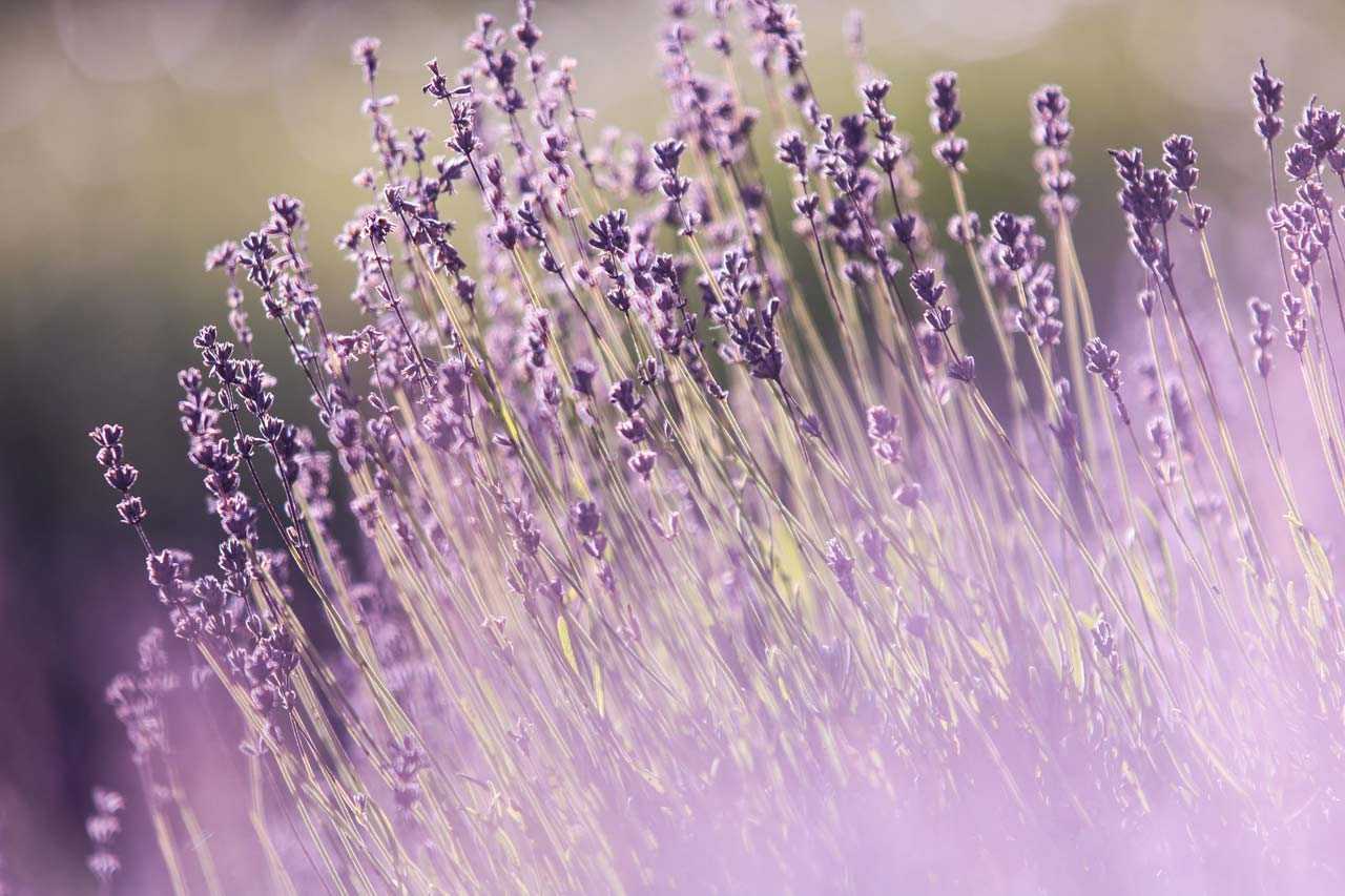 How to make natural perfumes
