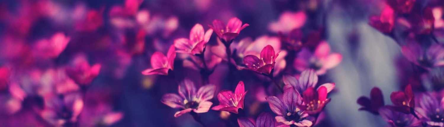 little-purple-flowers-1920x1080