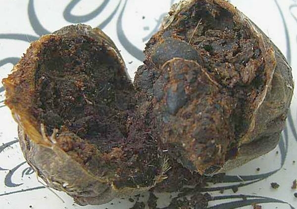 moschus_moschiferus_open.jpg