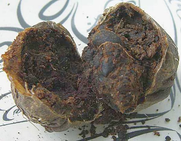 moschus_moschiferus_open.jpg