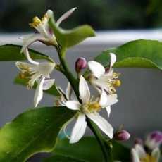 neroli