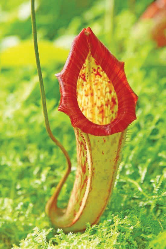 pheromone-carnivorous-plants