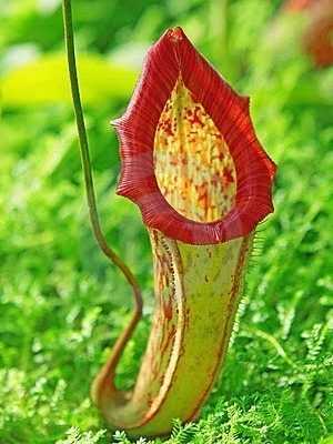 Male perfume, tips for conquest 11 - pianta tropicale del carnivoro di nepenthejpg