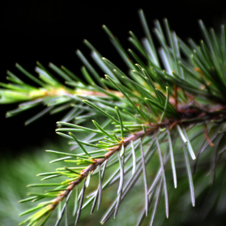 Pine needles 26 - pine-needles