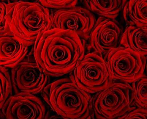The Perfume - Poetry 12 - Turkish roses