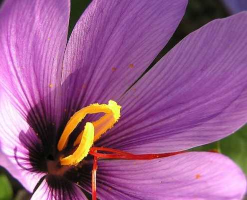 Talk with Pheromonetalk 12 - saffron