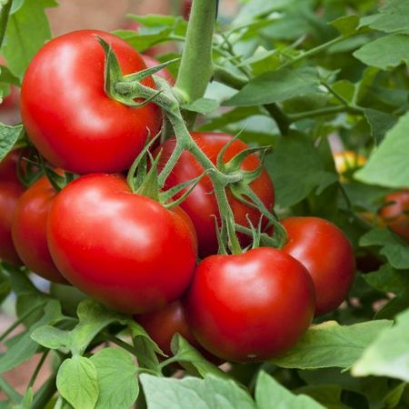 tomato leaf