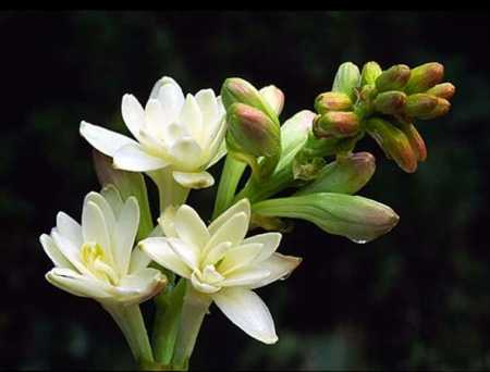 tuberose 1