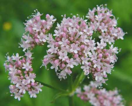 valeriana