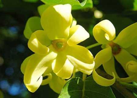 ylang ylang